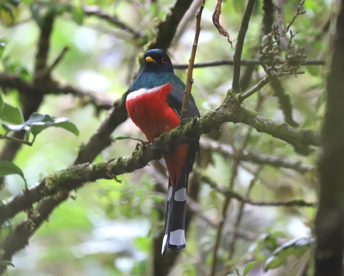 Masked Trogon - ML630957824