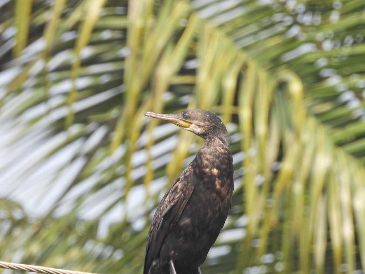 Indian Cormorant - ML630957841