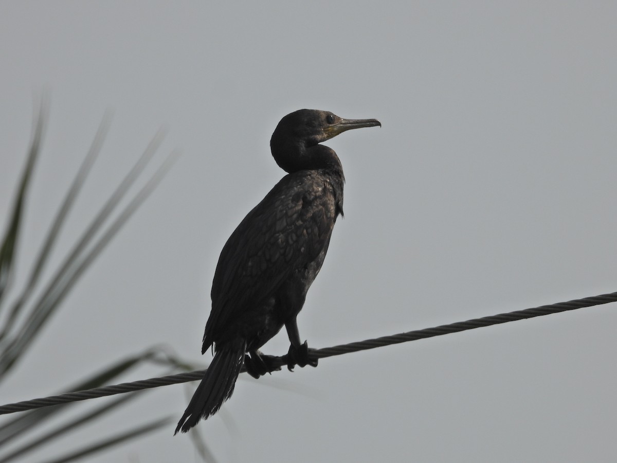 Indian Cormorant - ML630957842