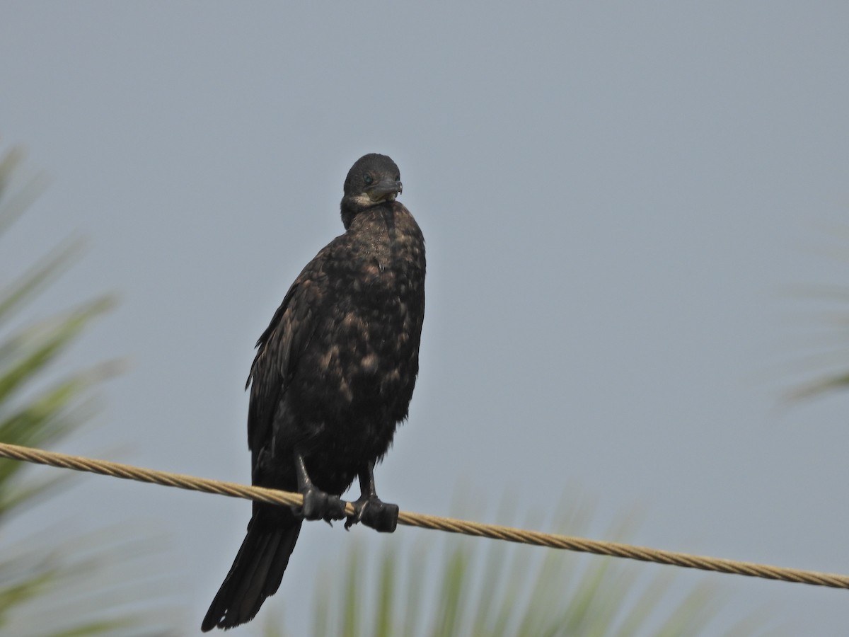 Indian Cormorant - ML630957843