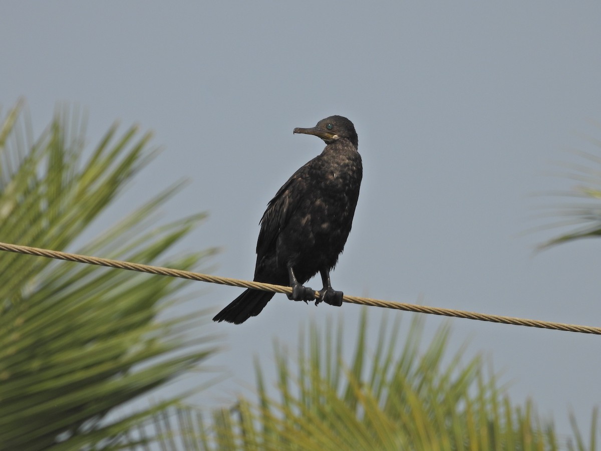 Indian Cormorant - ML630957845