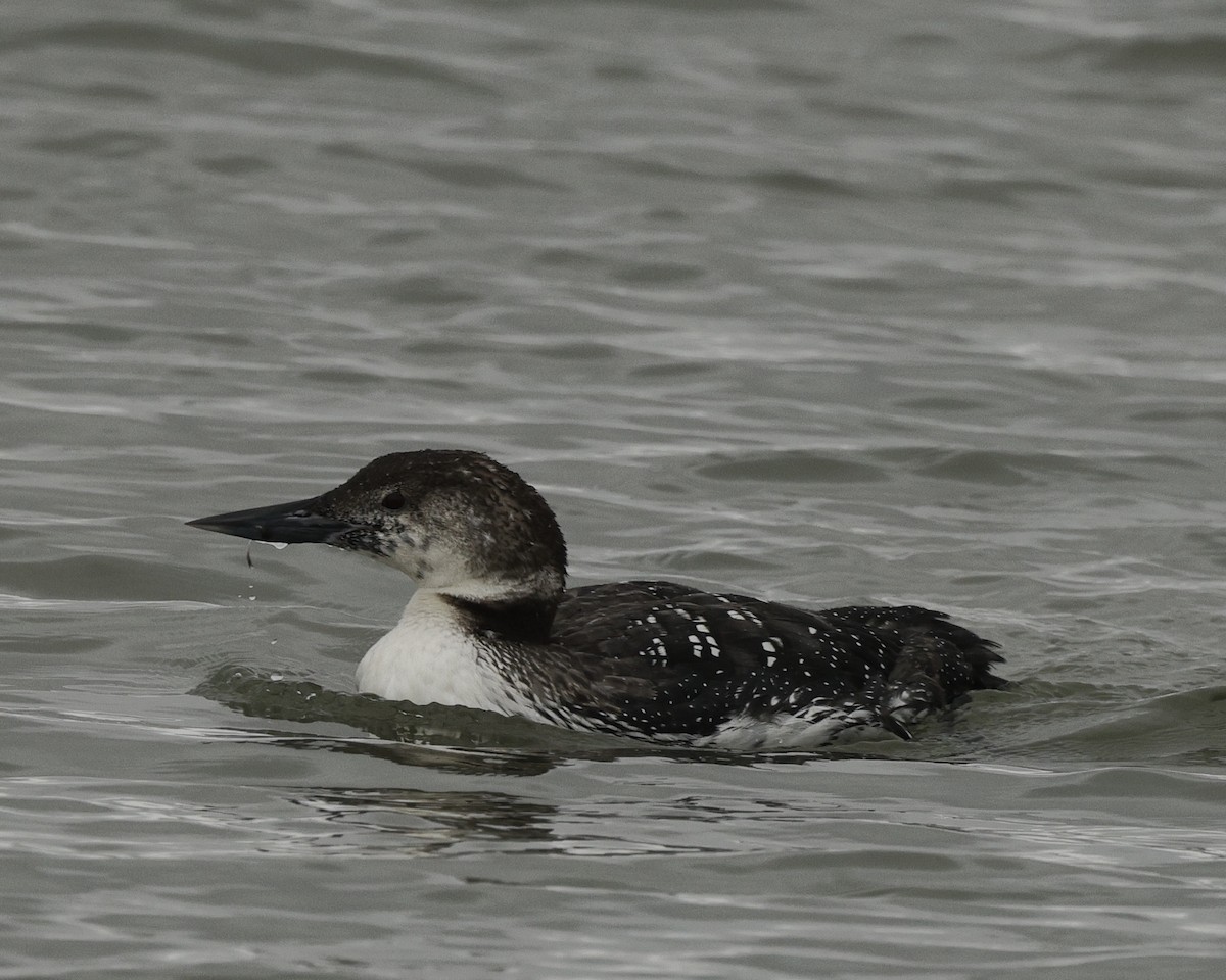 Common Loon - ML630957944