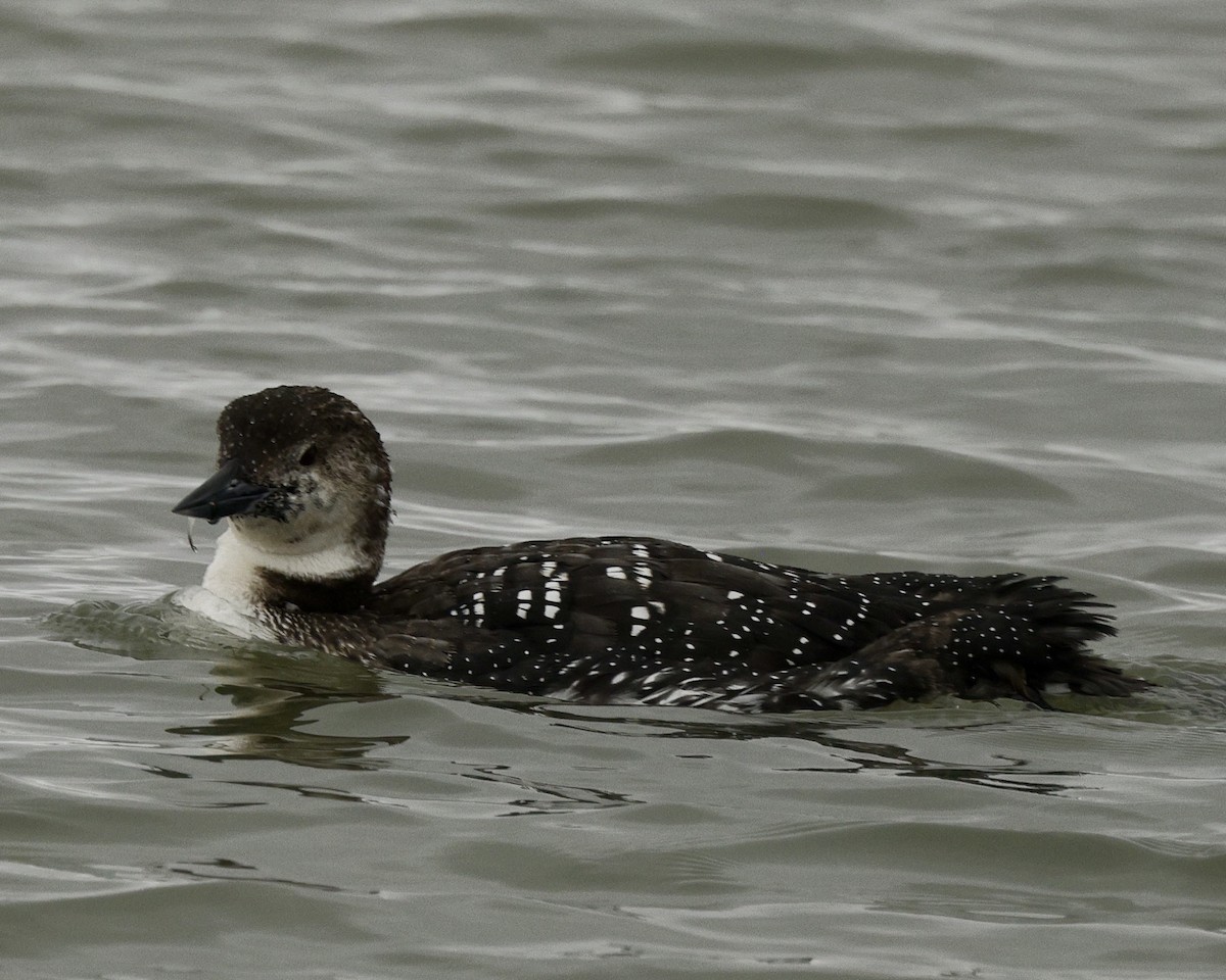 Common Loon - ML630957945