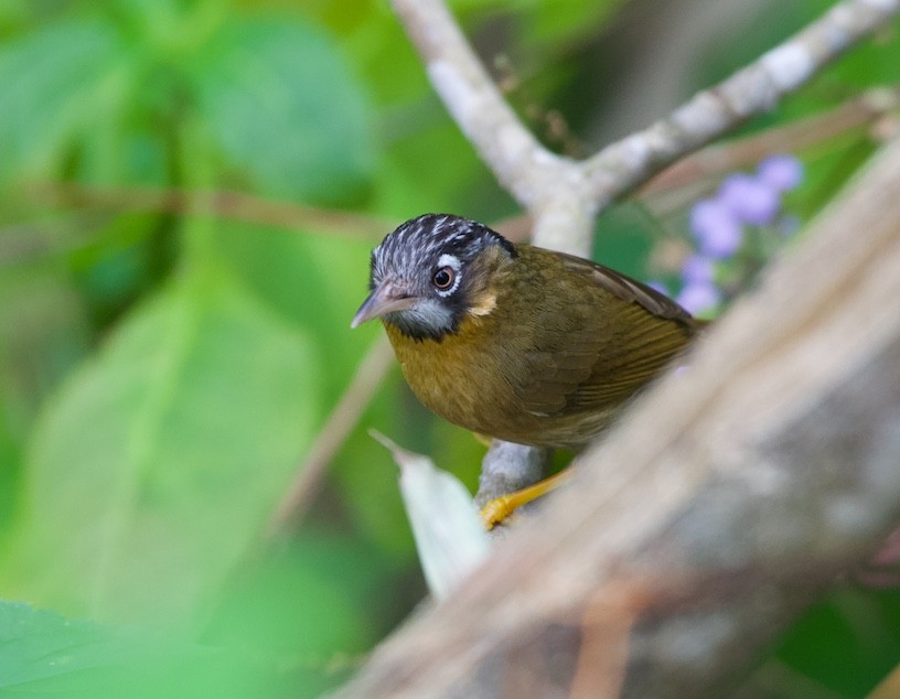 Gray-throated Babbler - ML630958101