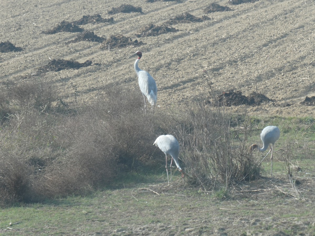 Grue antigone - ML630958105