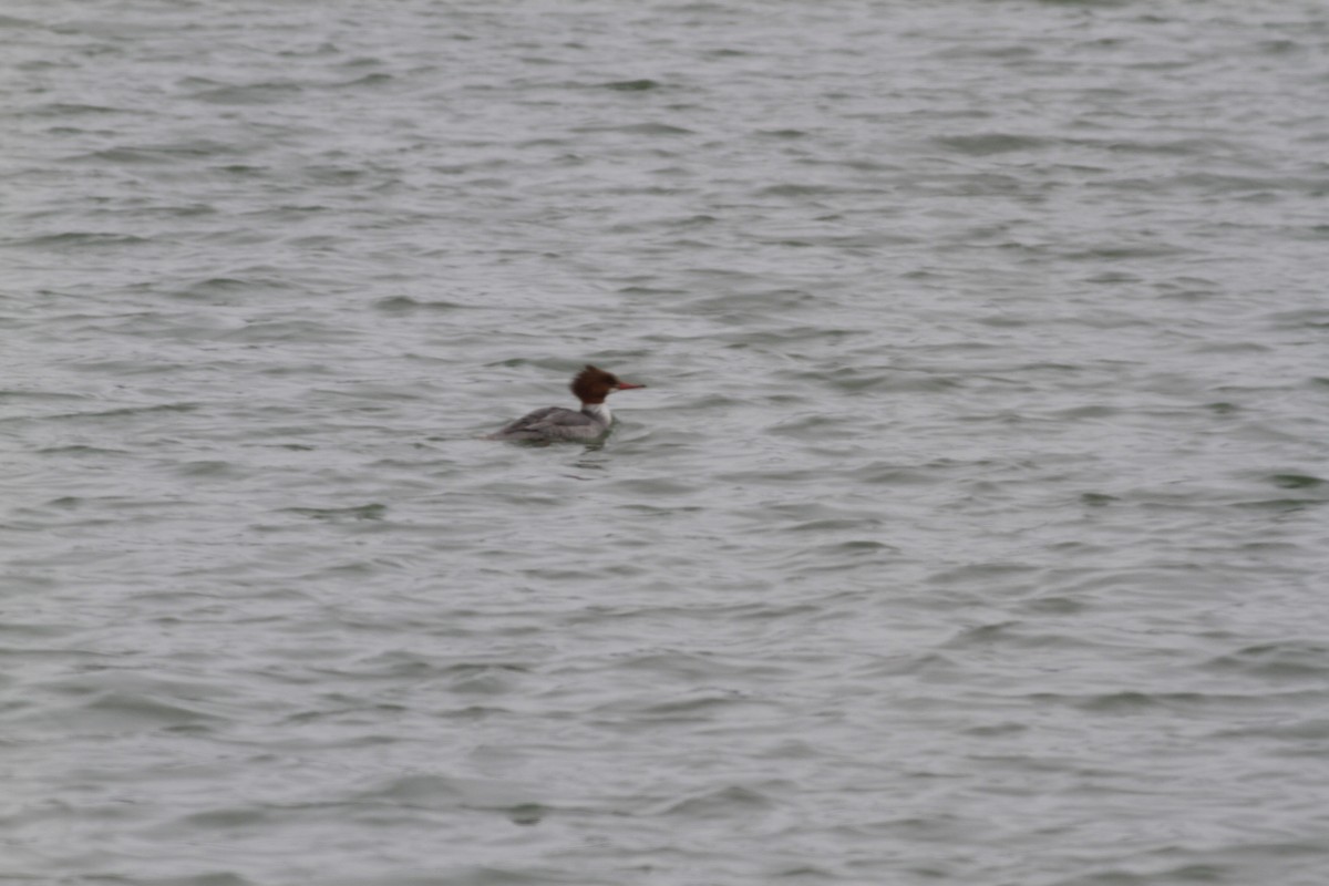 Common Merganser - ML630958121