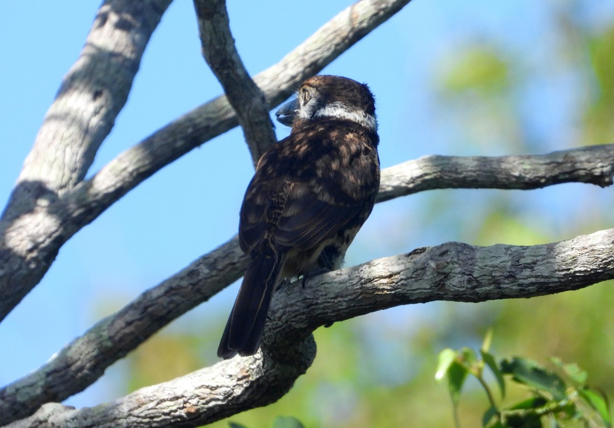 Russet-throated/Two-banded Puffbird - ML630958122