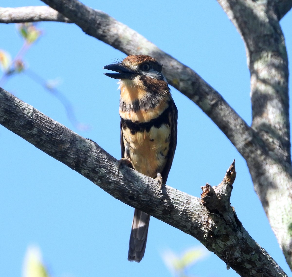 Russet-throated/Two-banded Puffbird - ML630958128