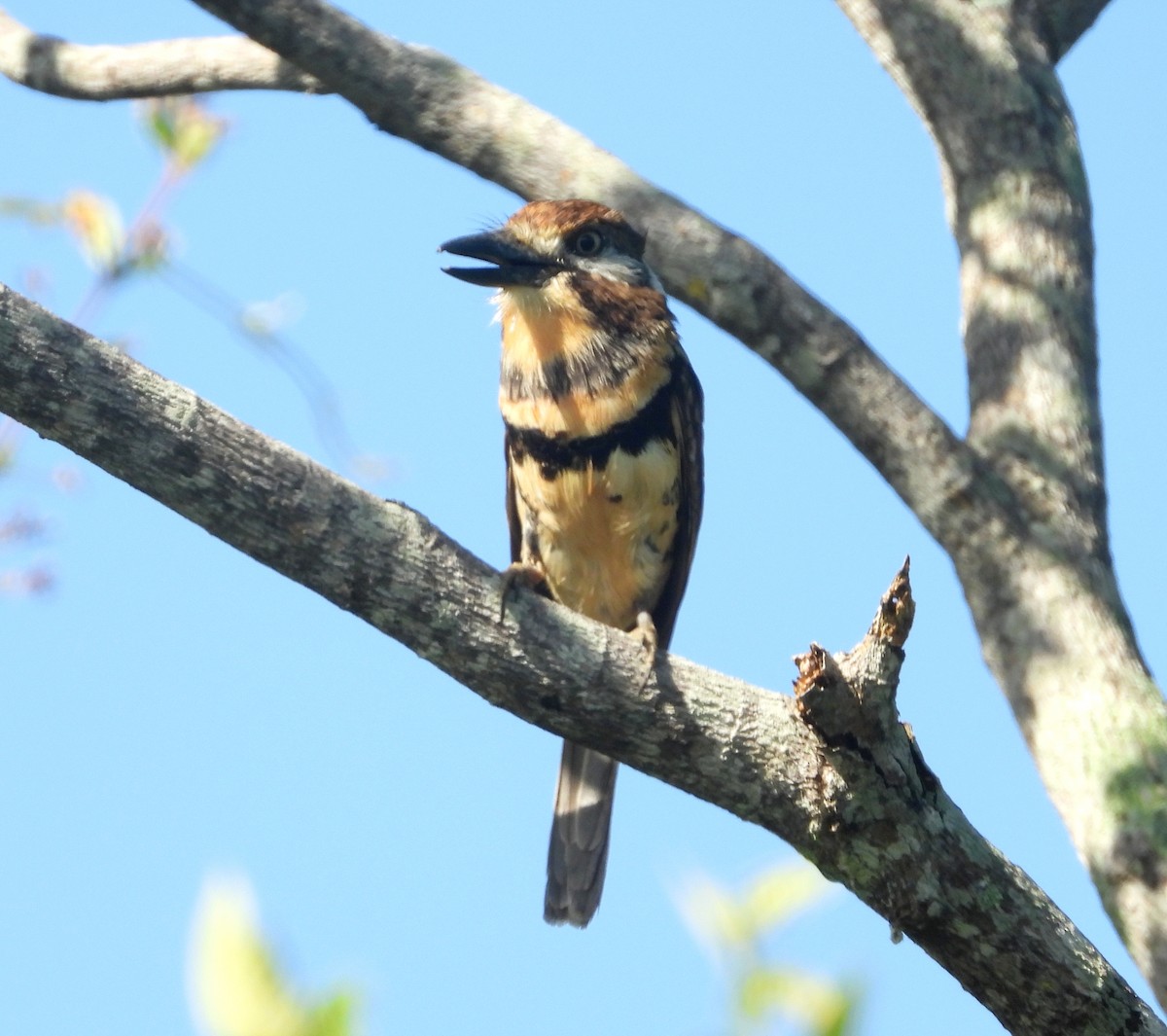 Russet-throated/Two-banded Puffbird - ML630958129