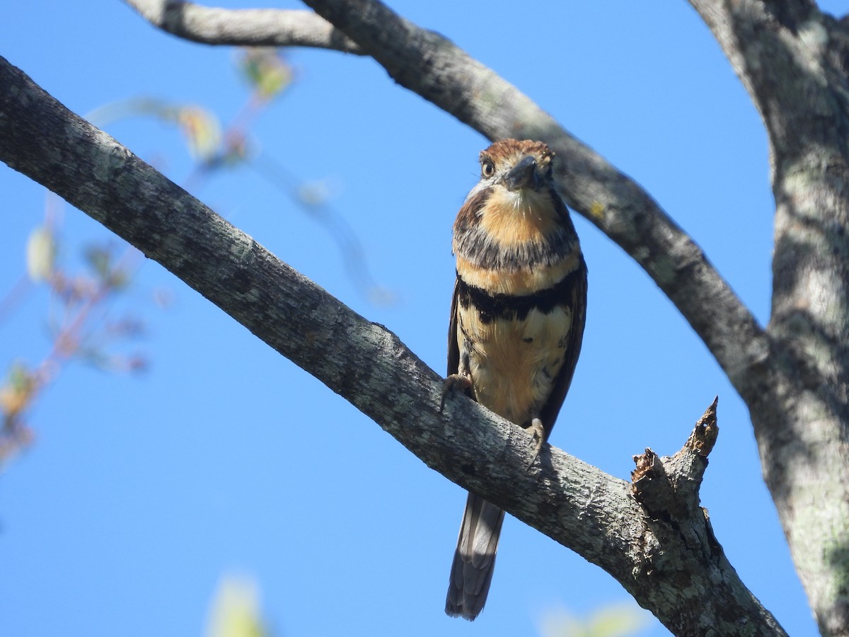 Russet-throated/Two-banded Puffbird - ML630958130