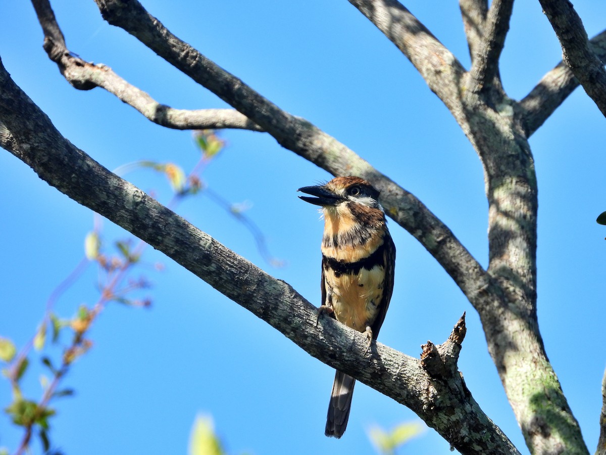 Russet-throated/Two-banded Puffbird - ML630958131