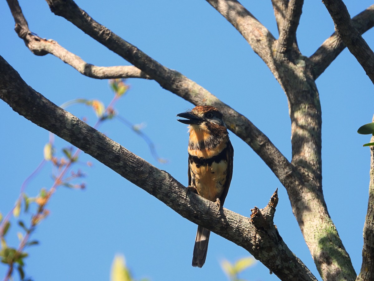 Russet-throated/Two-banded Puffbird - ML630958132