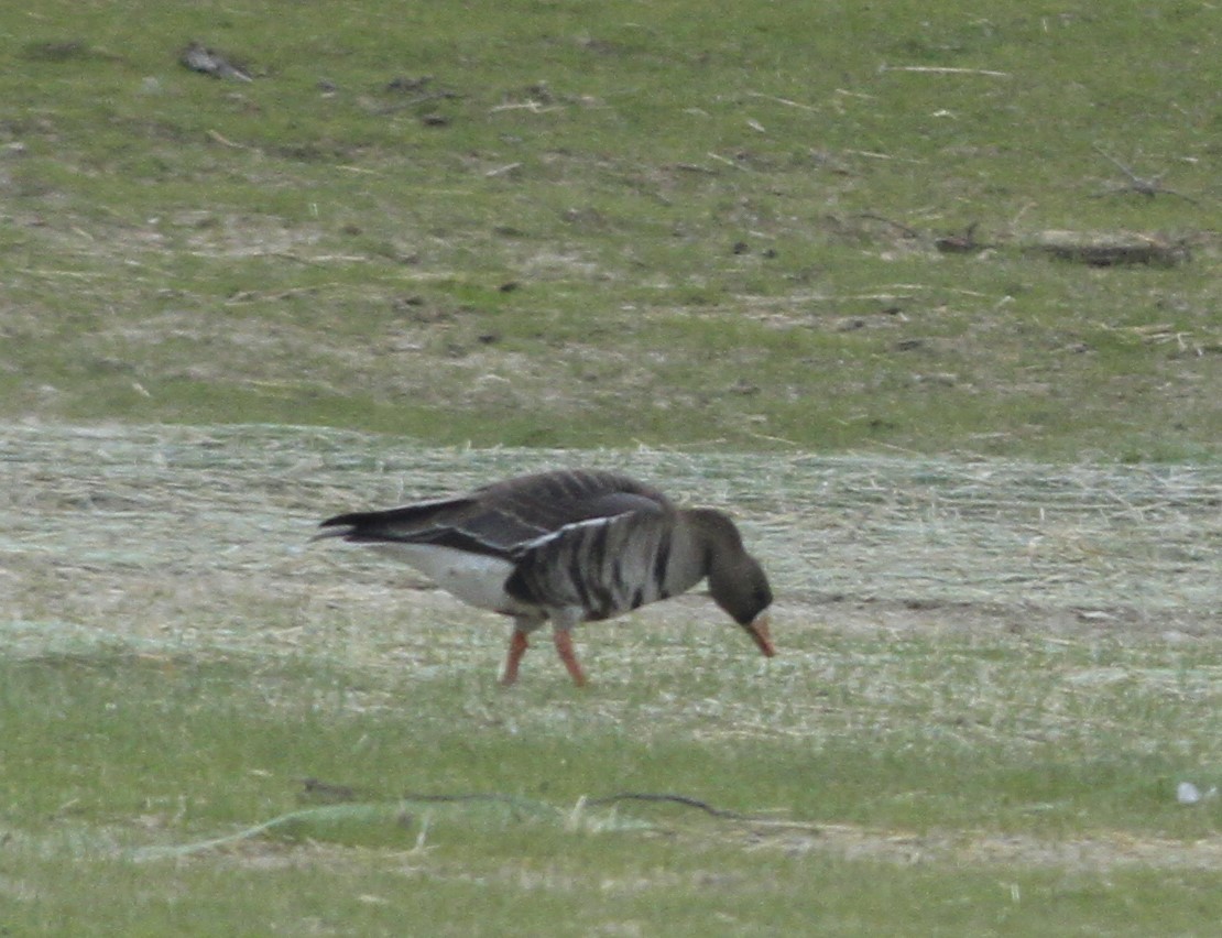 Greater White-fronted Goose - ML630958154