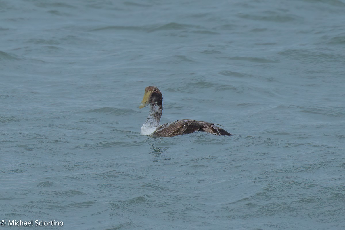 eBird Checklist - 19 Feb 2025 - Rudee Inlet - 15 species