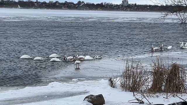 Mute Swan - ML630958396