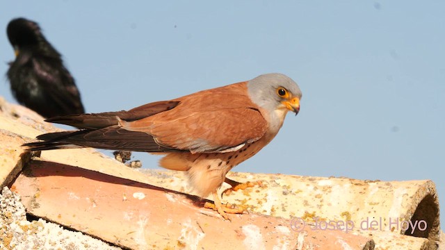 Lesser Kestrel - ML630958481