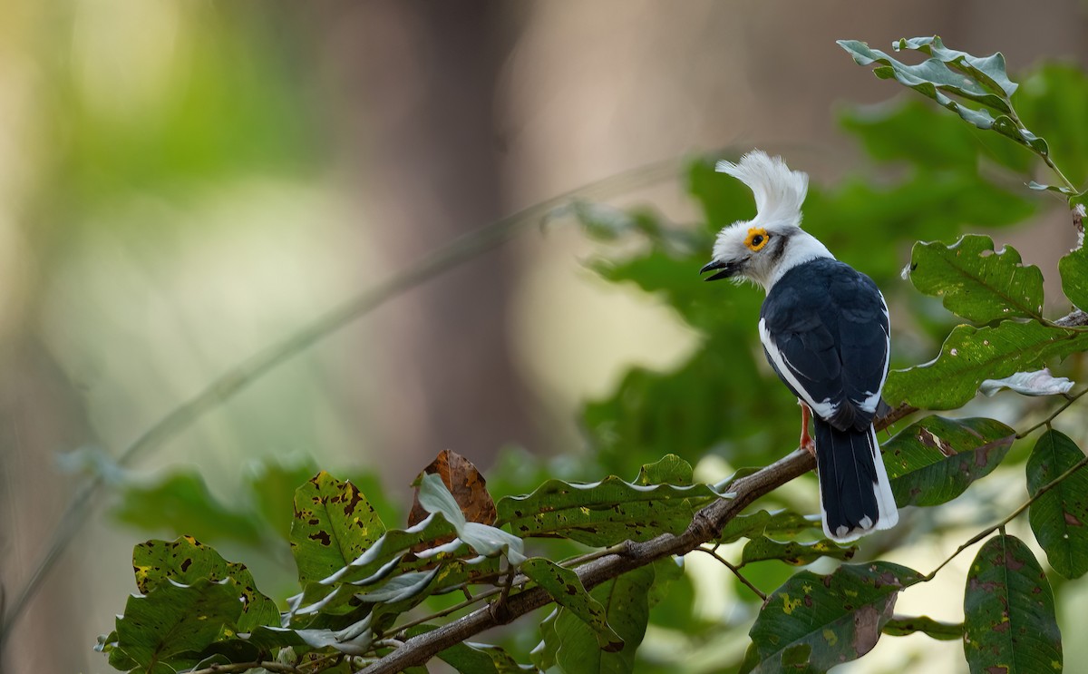 White-crested Helmetshrike (Long-crested) - ML630958524