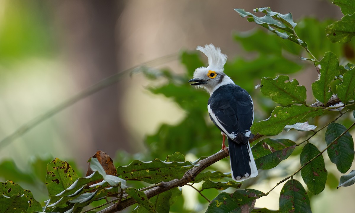 White-crested Helmetshrike (Long-crested) - ML630958527