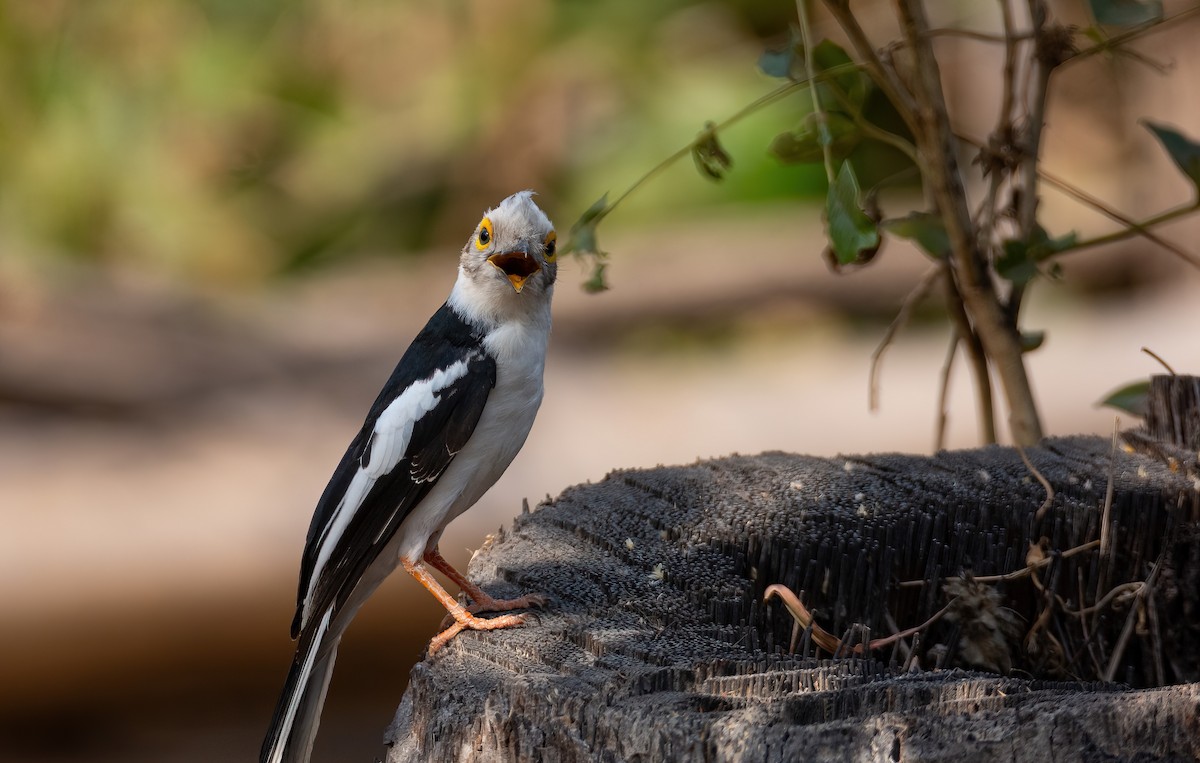 White-crested Helmetshrike (Long-crested) - ML630958533