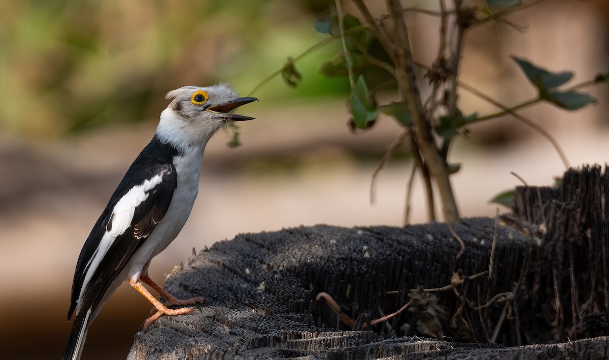White-crested Helmetshrike (Long-crested) - ML630958534