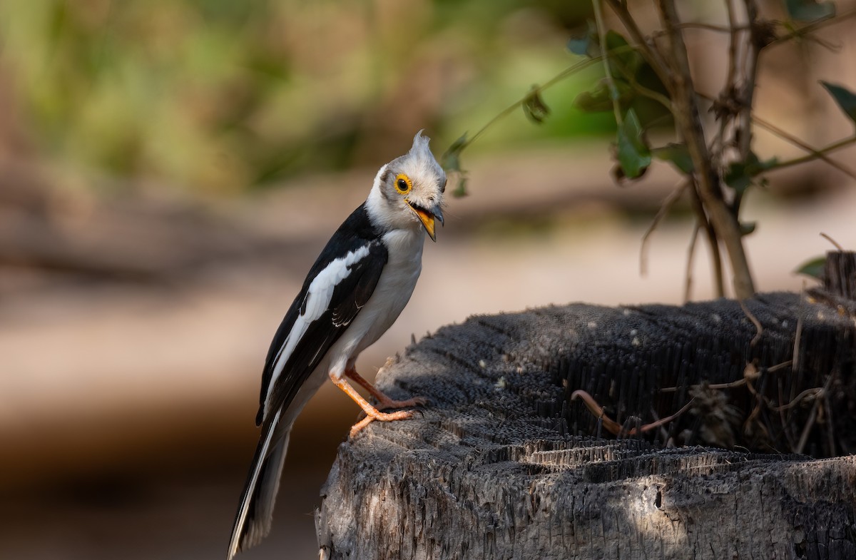 White-crested Helmetshrike (Long-crested) - ML630958535