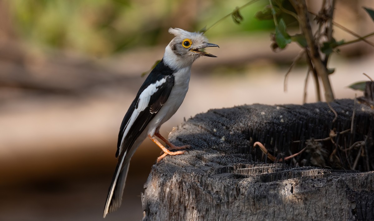 White-crested Helmetshrike (Long-crested) - ML630958536