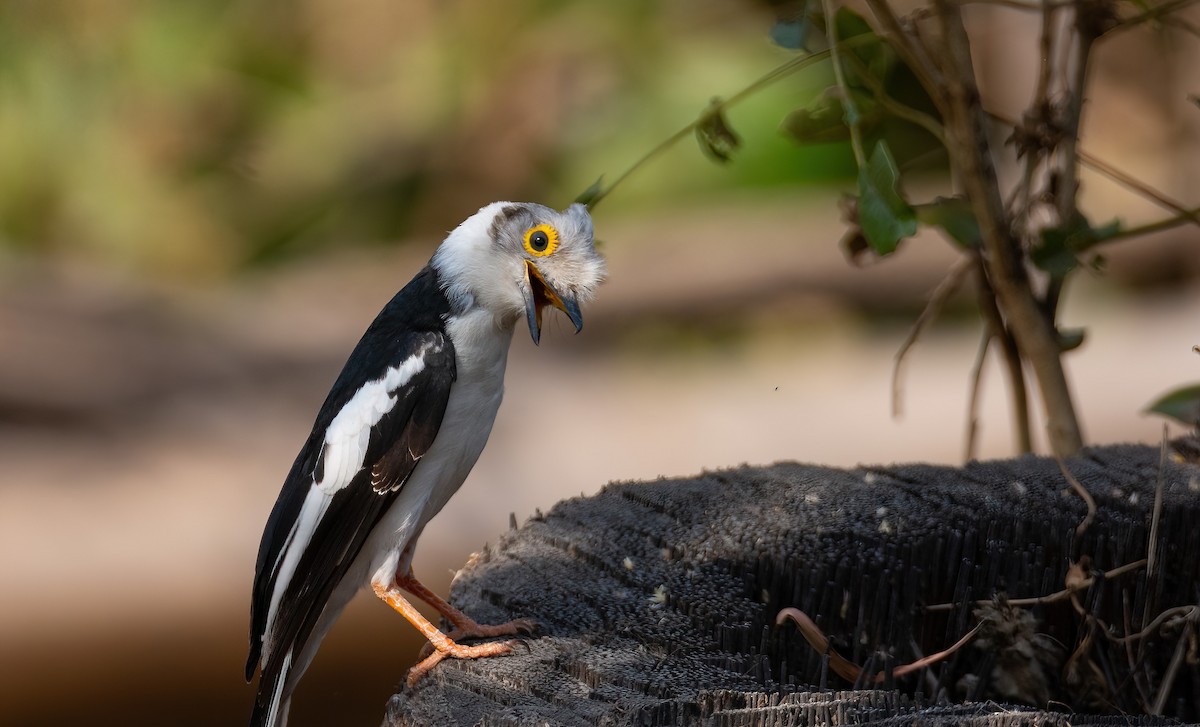 White-crested Helmetshrike (Long-crested) - ML630958537
