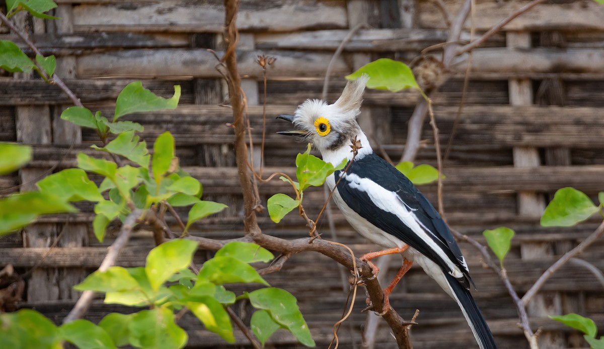 White-crested Helmetshrike (Long-crested) - ML630958541