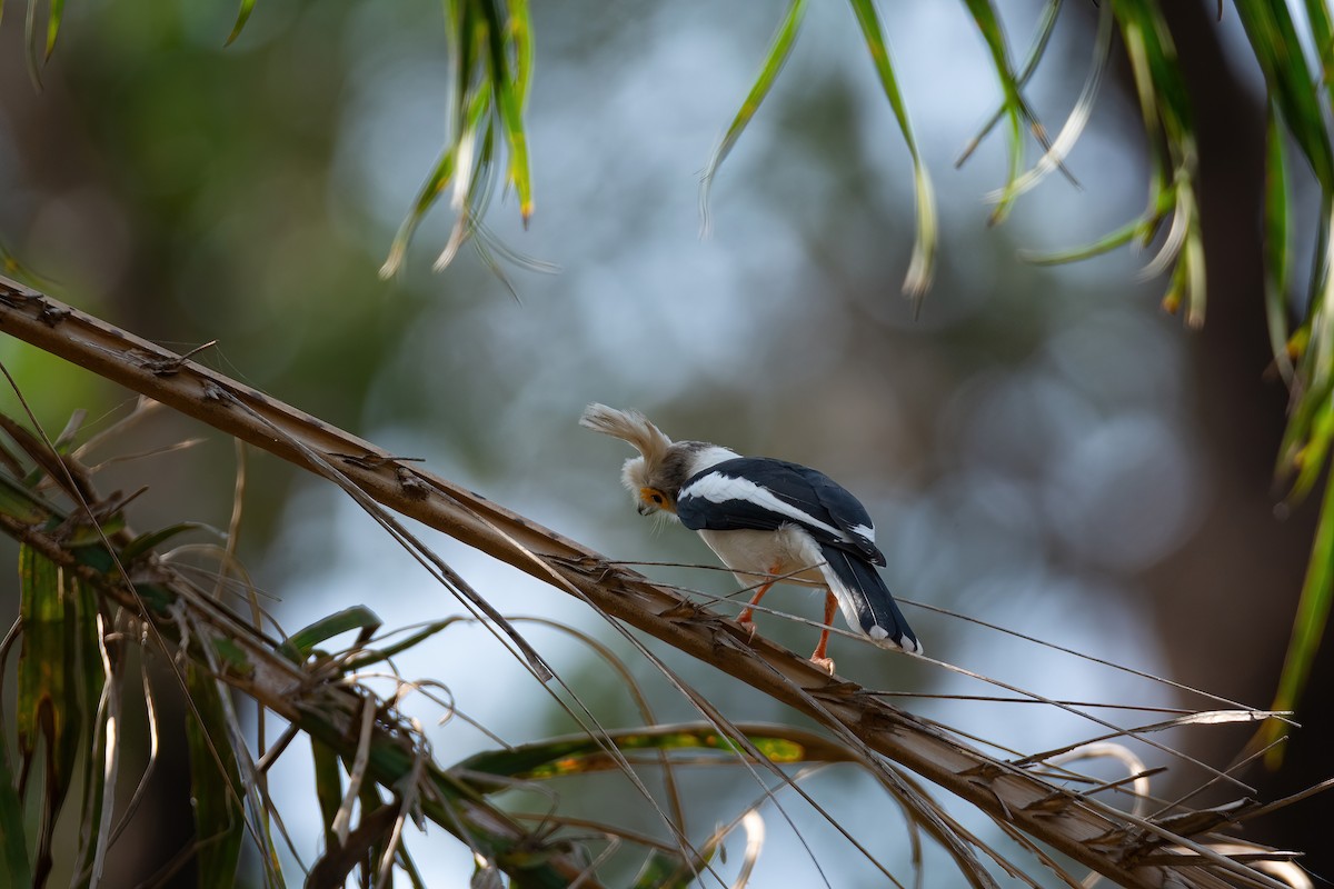 White-crested Helmetshrike (Long-crested) - ML630958542