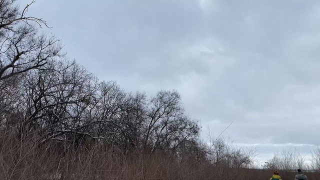 Fieldfare - ML630958544
