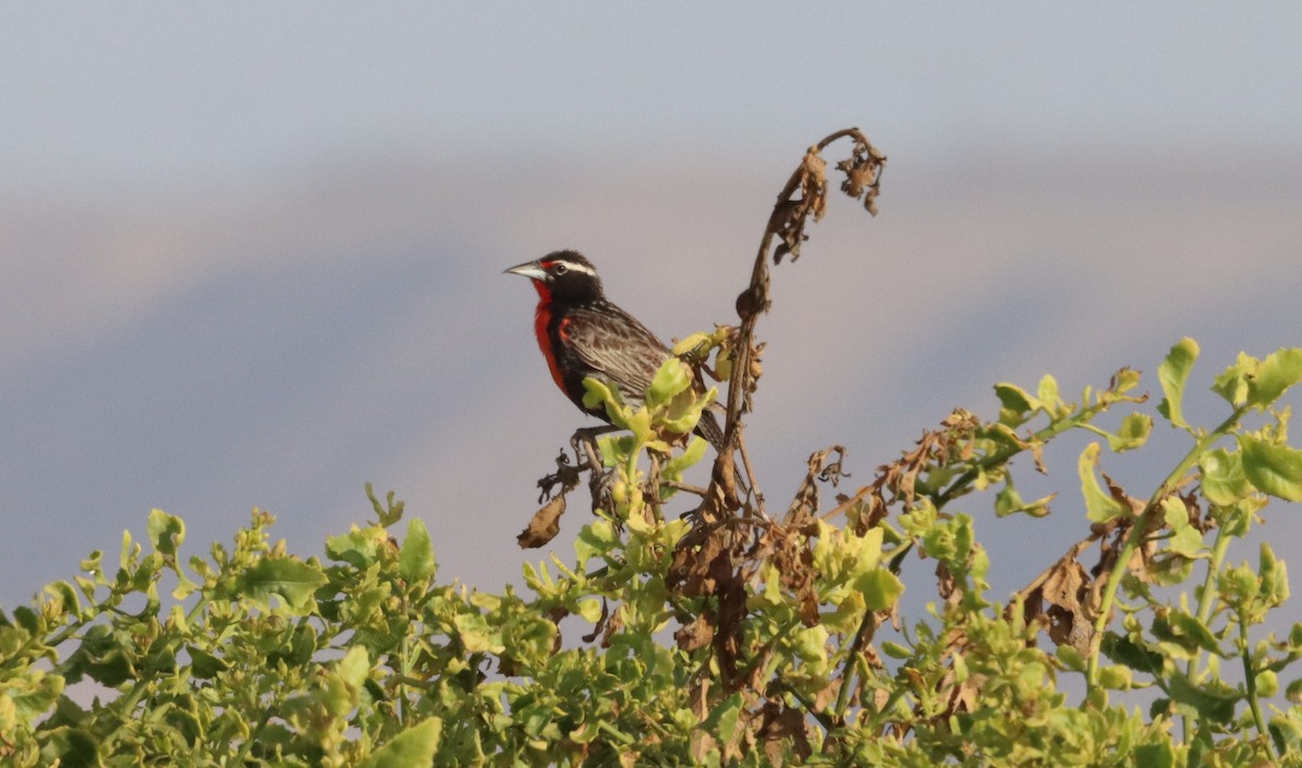 Peruvian Meadowlark - ML630958641