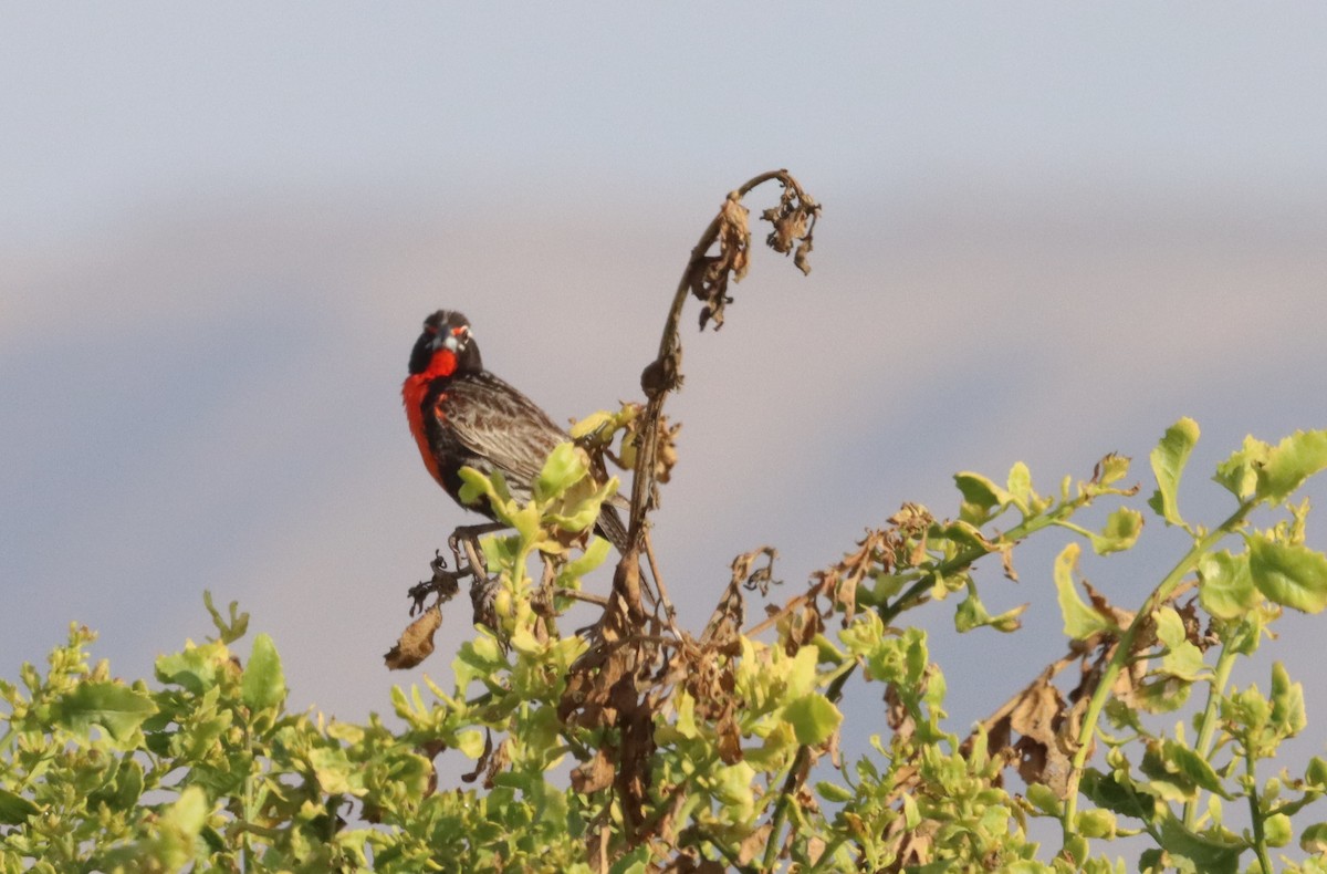 Peruvian Meadowlark - ML630958642