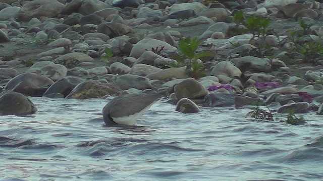 Ibisbill - ML630958651