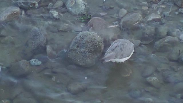 Ibisbill - ML630958666
