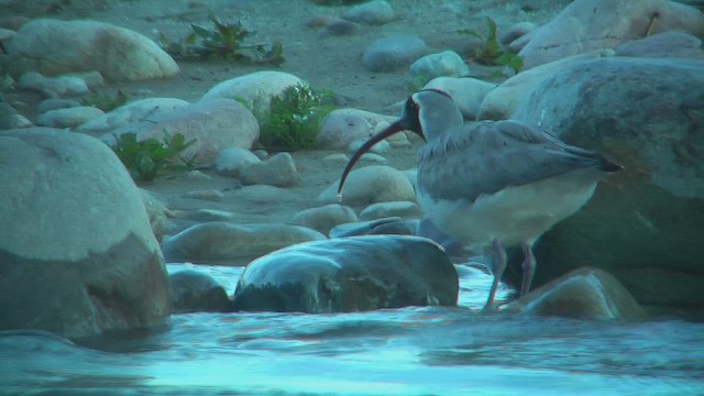 Ibisbill - ML630958684