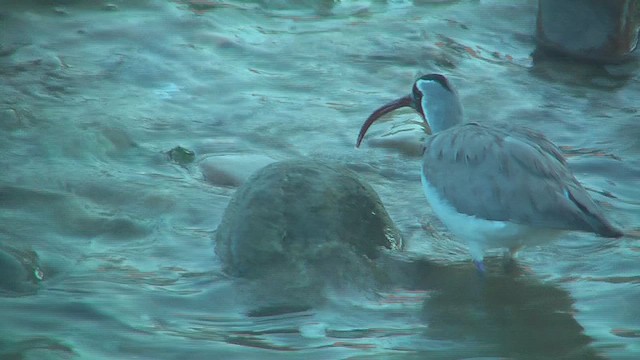 Ibisbill - ML630958701