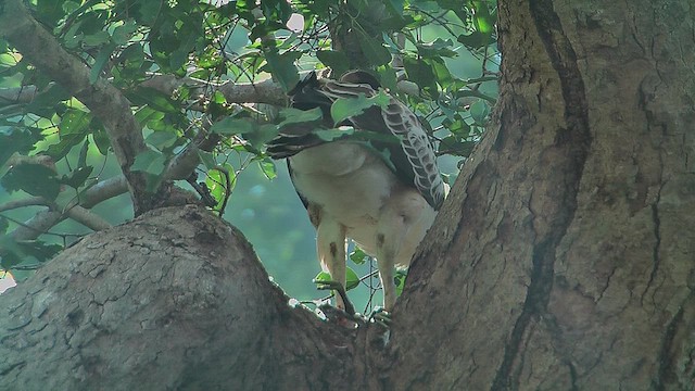Changeable Hawk-Eagle - ML630958746