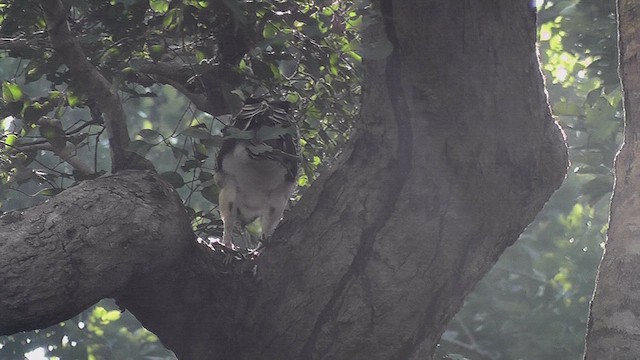 Changeable Hawk-Eagle - ML630958748