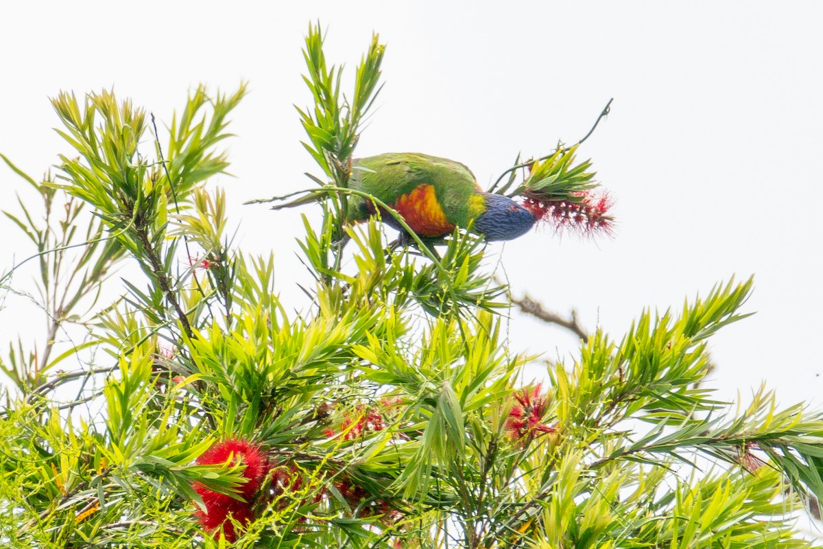Rainbow Lorikeet - ML630958754