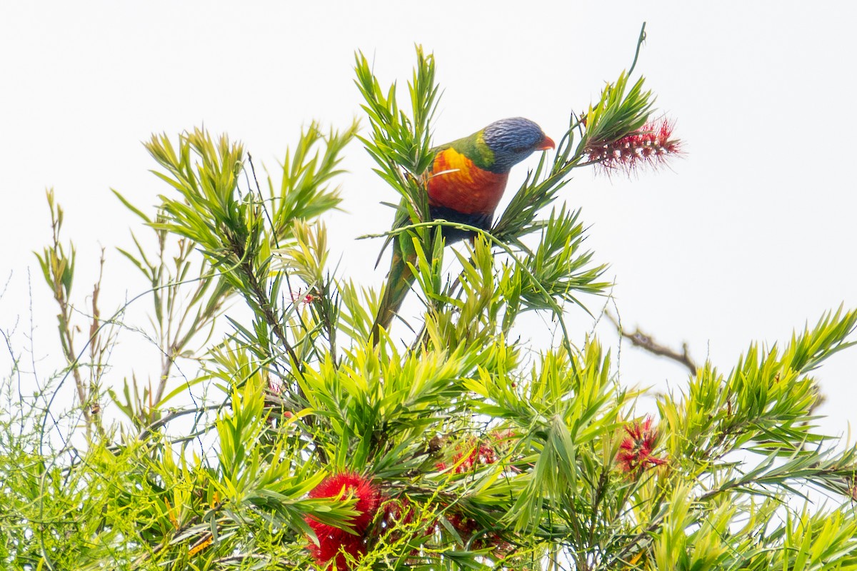 Rainbow Lorikeet - ML630958755