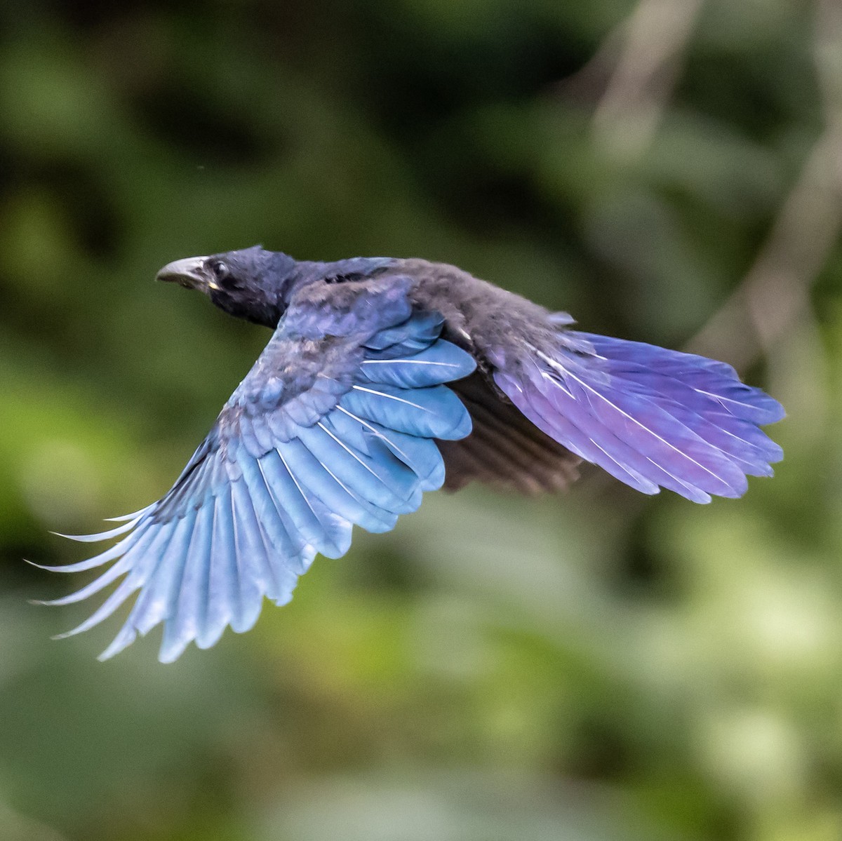 Greater Ani - ML630958877