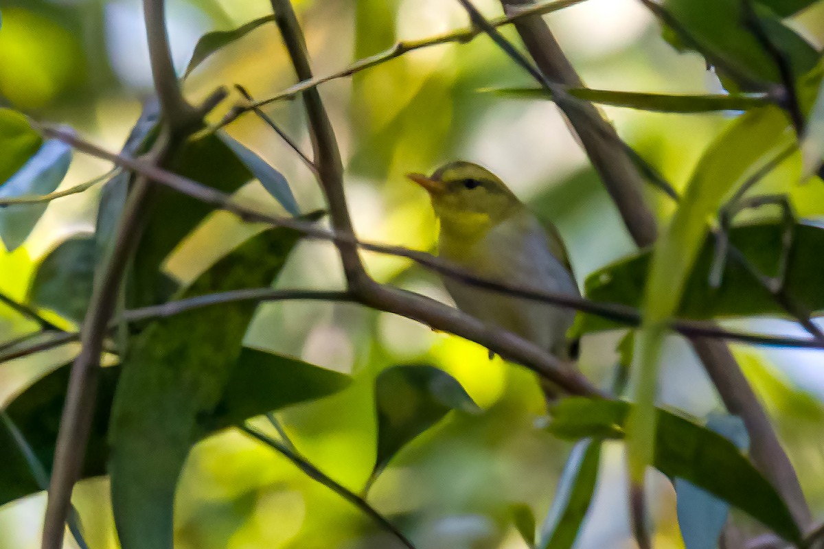 Yellow-vented Warbler - ML630958896