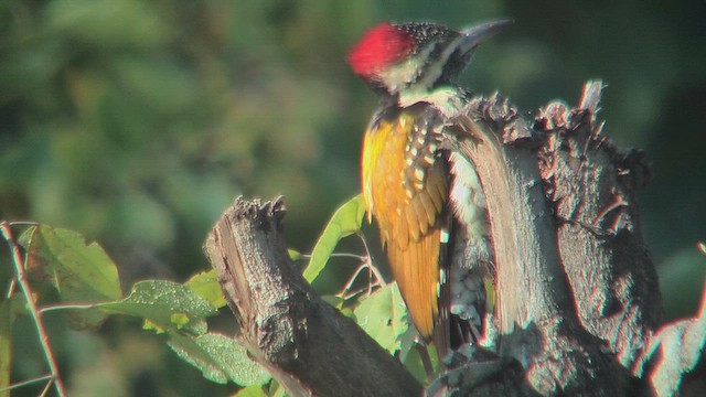 Black-rumped Flameback - ML630958901