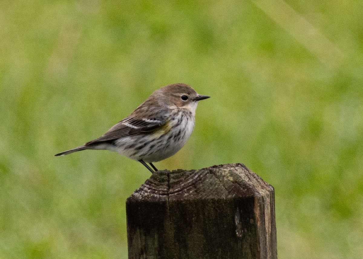 Yellow-rumped Warbler - ML630958934