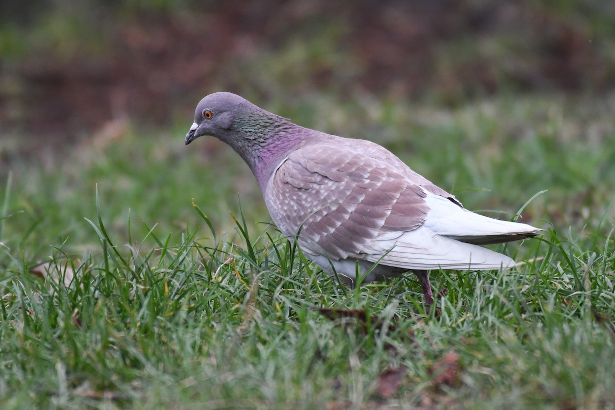 Rock Pigeon (Feral Pigeon) - David Jeffrey Ringer