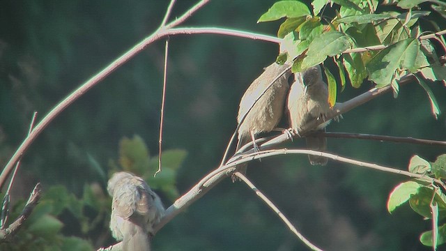 Jungle Babbler - ML630959017