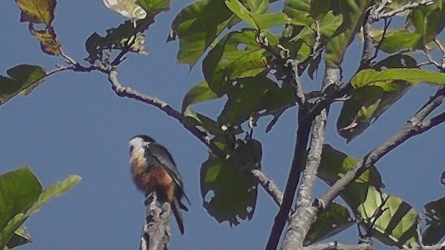 Collared Falconet - ML630959051