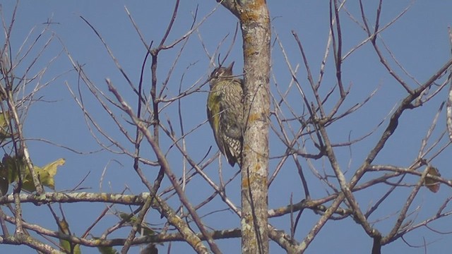 Streak-throated Woodpecker - ML630959064