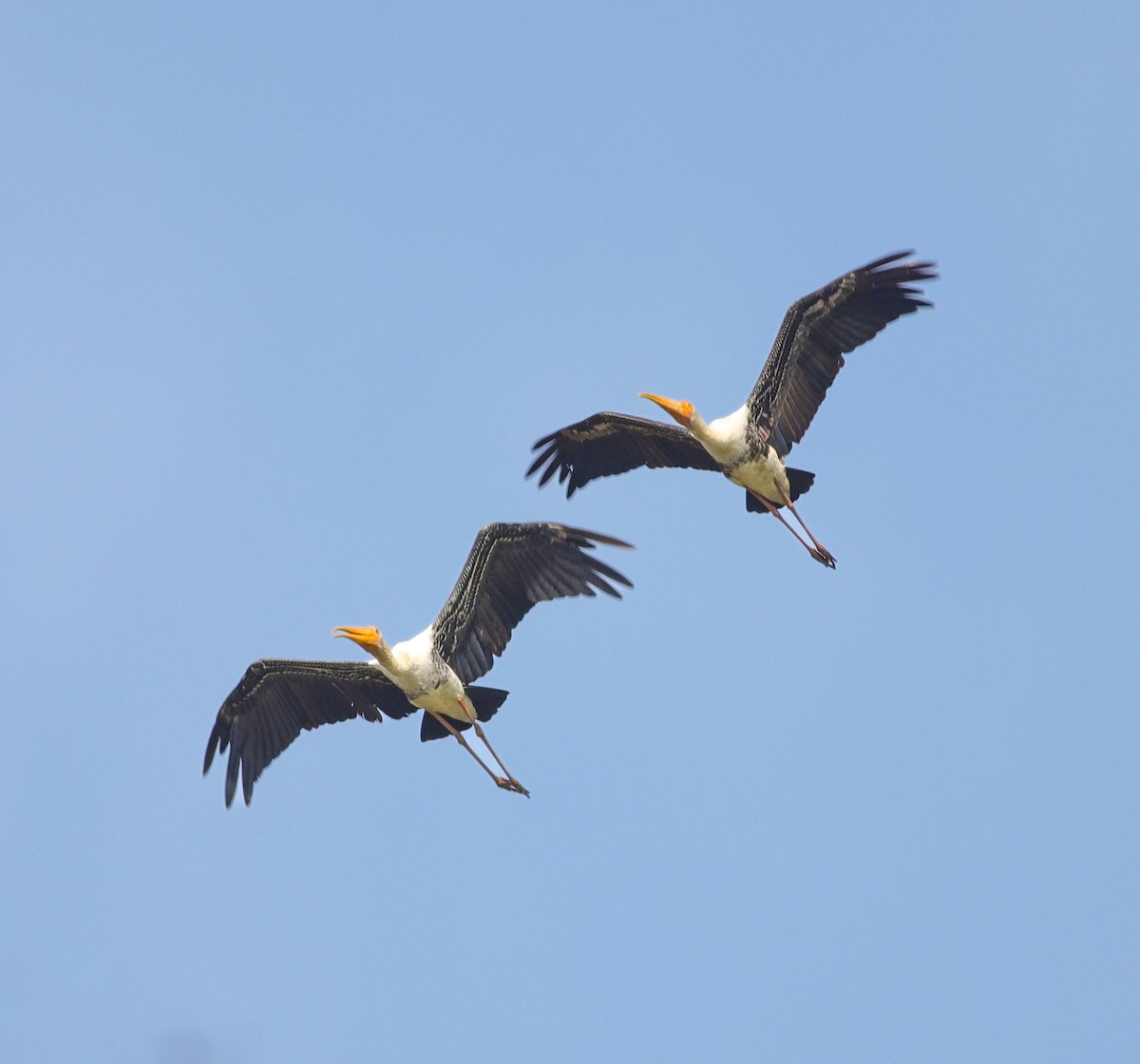 Painted Stork - ML630959137