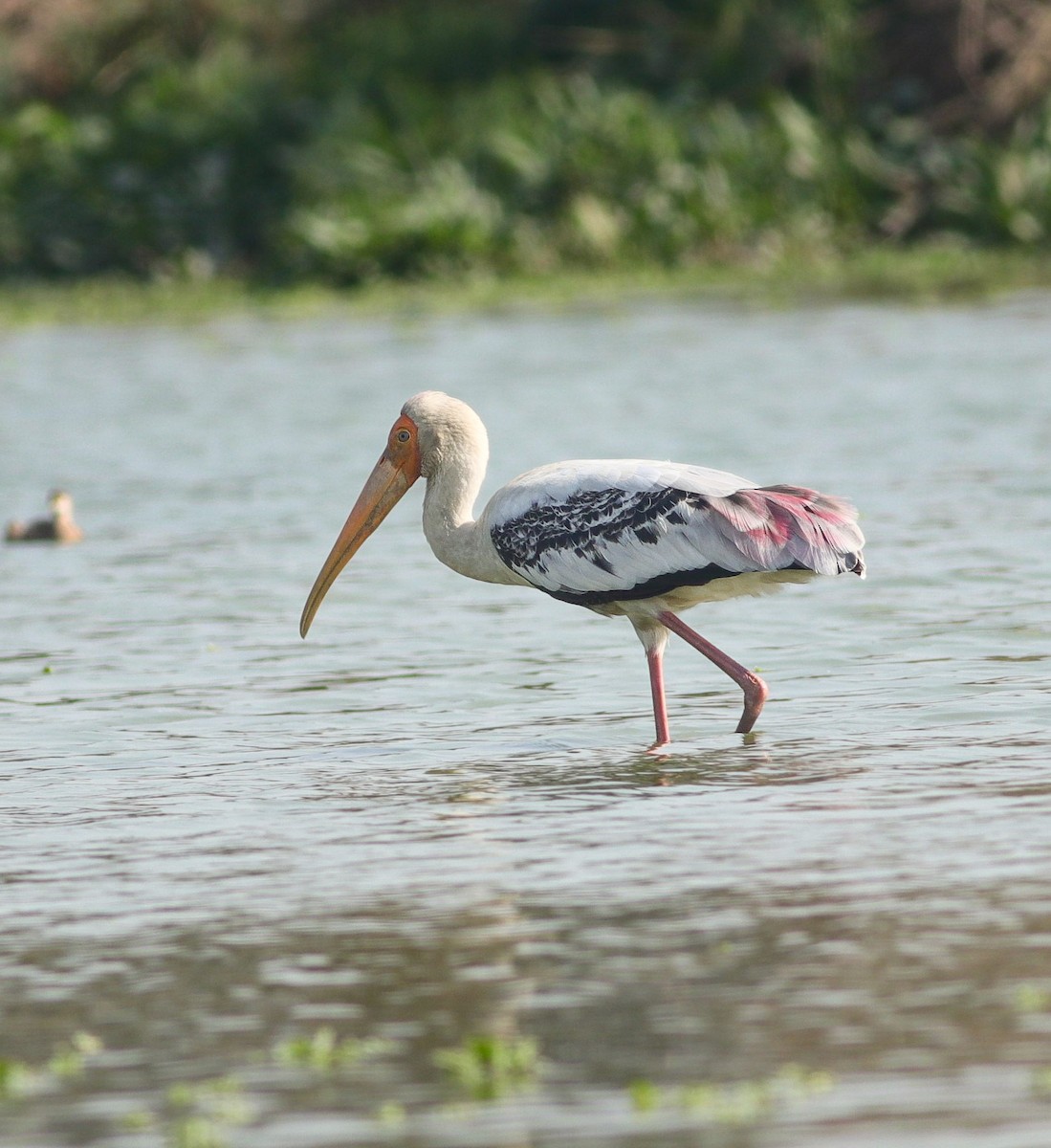 Painted Stork - ML630959138